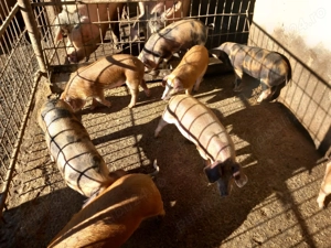 Vand purcei rasa duroc - imagine 3