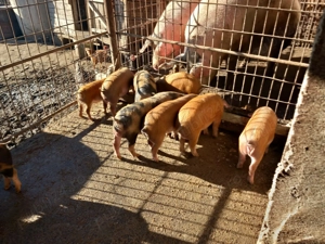 Vand purcei rasa duroc - imagine 4