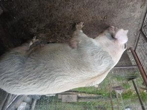 Vând purcea de carne - imagine 3