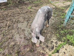 Vand Scrofita de reproductie rasa Pietran 