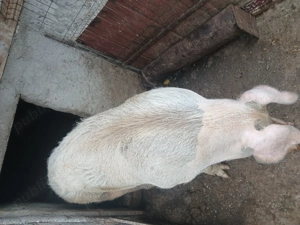 Vând purcea de carne - imagine 2