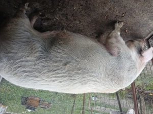 Vând purcea de carne - imagine 5