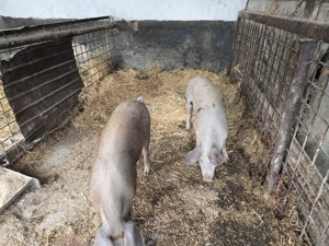 Vand Porci  castrati cu greutatea 50  60 kg