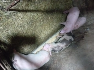 Vând purcei  - imagine 2