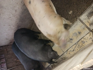 porci pt.Craciun - imagine 2