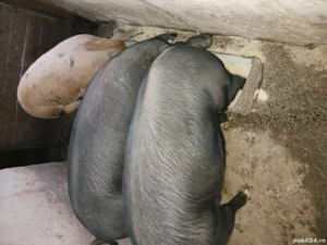 porci pt.Craciun - imagine 3