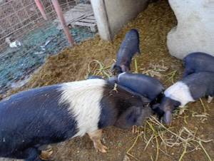 Vând purcei bazna  - imagine 2