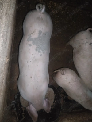 Porci de vânzare! 