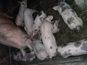 Vand purcei rasa Petrain.Au 8 saptamani .pret 600 lei bucata..nr tel      - imagine 2