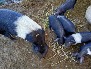 Vând purcei bazna  - imagine 4