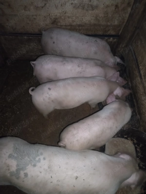 Porci de vânzare!  - imagine 2