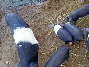 Vând purcei bazna  - imagine 3