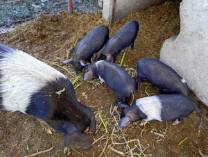 Vând purcei bazna  - imagine 5