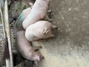 Porci de vânzare  - imagine 3
