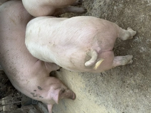 Porci de vânzare  - imagine 2