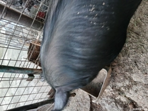 porc la 200kg  - imagine 2