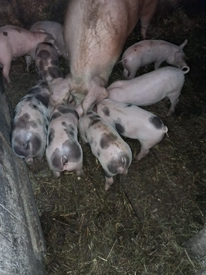 Vand purcei rasa Petrain.