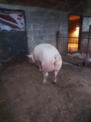 Vând scroafă cu purcei  - imagine 2