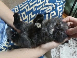 Pisicute Scottish long hair - imagine 4