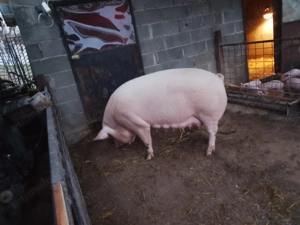 Vând scroafă cu purcei  - imagine 3