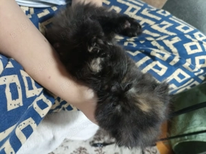 Pisicute Scottish long hair - imagine 2