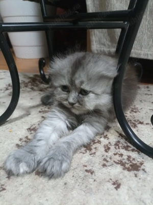 Pisicute Scottish long hair - imagine 3