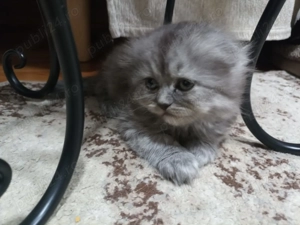 Pisicute Scottish long hair - imagine 5