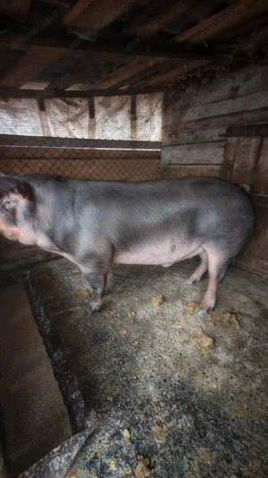 P o r c i    d e    v ân z a r e