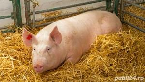 Porci de vanzare 12 lei kg
