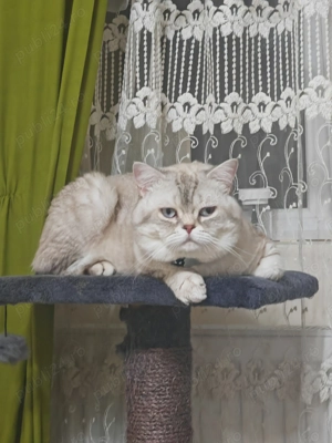 Cautam partenera pentru a împărții un pliculet!  - imagine 2