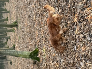 catelusa cocker spaniel - imagine 2