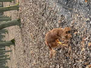 catelusa cocker spaniel - imagine 4