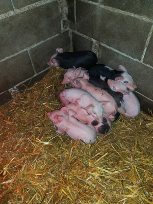 Vând scroafă cu purcei 