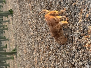 catelusa cocker spaniel - imagine 3