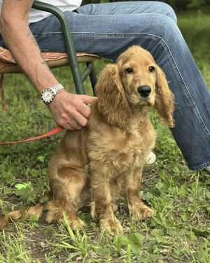 catelusa cocker spaniel