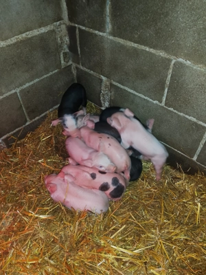 Vând scroafă cu purcei  - imagine 4