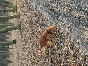 catelusa cocker spaniel - imagine 5