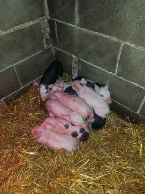 Vând scroafă cu purcei  - imagine 5