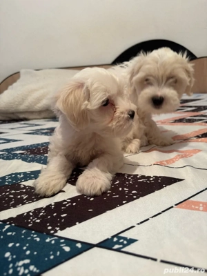 bishon maltez rasa pura - imagine 5