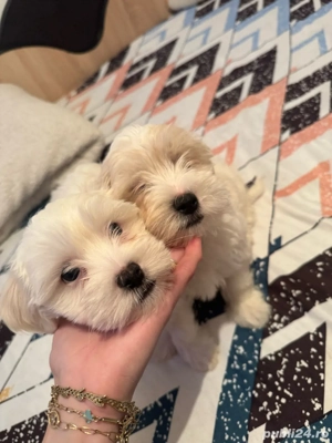 bishon maltez rasa pura - imagine 3