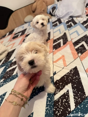 bishon maltez rasa pura - imagine 2