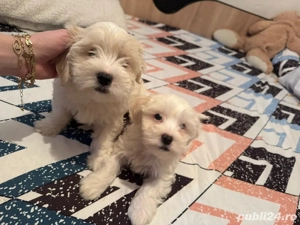 bishon maltez rasa pura - imagine 4