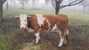 Vand vaca tanara are doar doua fatari nu este gestanta 