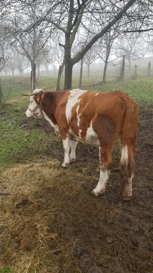 Vand vaca tanara are doar doua fatari nu este gestanta  - imagine 2