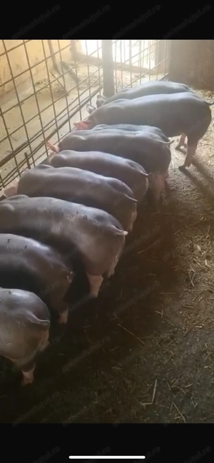 Grasuni pietrani belgian 