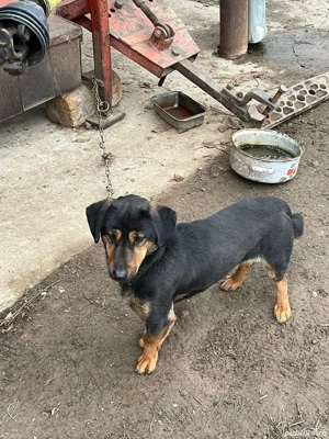 Donez Teckel Metis  - imagine 2