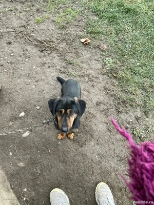 Donez Teckel Metis  - imagine 4