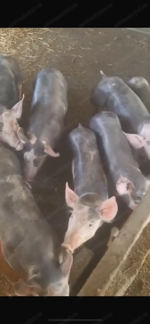 Grasuni pietrani belgian  - imagine 3