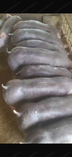 Grasuni pietrani belgian  - imagine 2