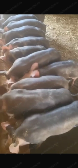 Grasuni pietrani belgian  - imagine 4